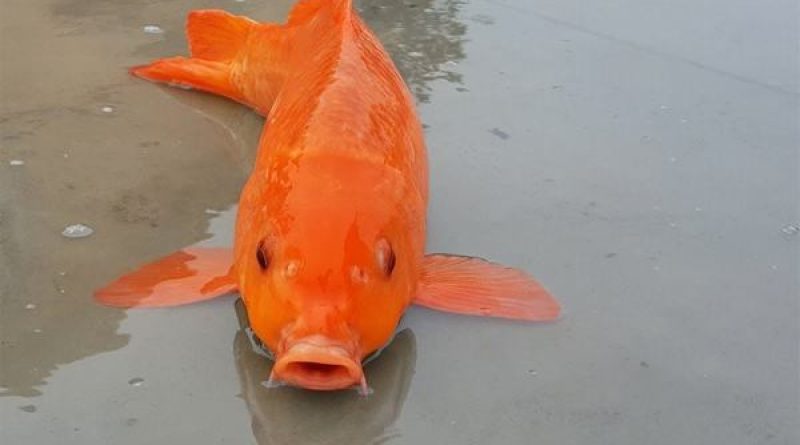 Mơ thấy cá trên cạn báo hiệu điều gì? Đánh con gì chắc ăn?