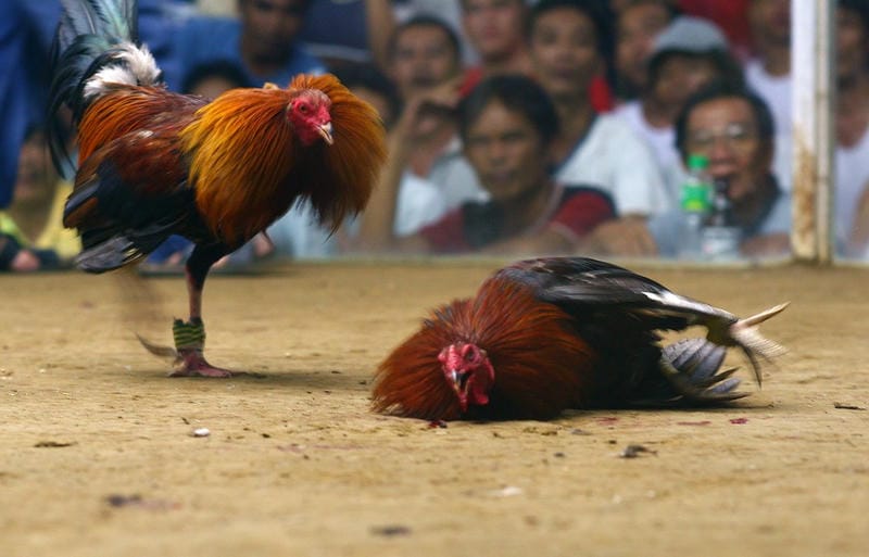 Chiến thuật ra đòn "đánh đâu thắng đó" 